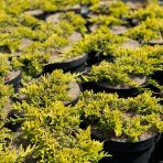 Borievka rozprestretá (Juniperus horizontalis) ´GOLDEN CARPET´, ø 30+ cm, kont. C2L/C3L